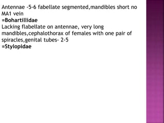 Antennae -5-6 fabellate segmented,mandibles short no
MA1 vein
=Bohartillidae
Lacking flabellate on antennae, very long
mandibles,cephalothorax of females with one pair of
spiracles,genital tubes- 2-5
=Stylopidae
 