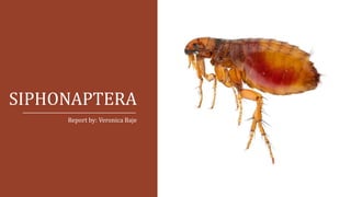 SIPHONAPTERA
Report by: Veronica Baje
 