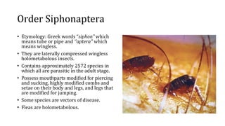 Order Siphonaptera | PPTX