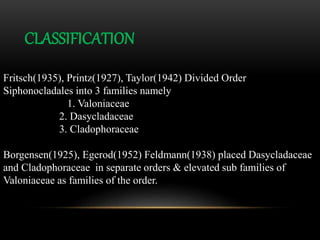 CLASSIFICATION
Fritsch(1935), Printz(1927), Taylor(1942) Divided Order
Siphonocladales into 3 families namely
1. Valoniaceae
2. Dasycladaceae
3. Cladophoraceae
Borgensen(1925), Egerod(1952) Feldmann(1938) placed Dasycladaceae
and Cladophoraceae in separate orders & elevated sub families of
Valoniaceae as families of the order.
 