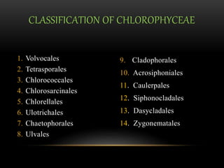 9. Cladophorales
10. Acrosiphoniales
11. Caulerpales
12. Siphonocladales
13. Dasycladales
14. Zygonematales
1. Volvocales
2. Tetrasporales
3. Chlorococcales
4. Chlorosarcinales
5. Chlorellales
6. Ulotrichales
7. Chaetophorales
8. Ulvales
CLASSIFICATION OF CHLOROPHYCEAE
 