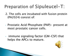 2. The cells are incubated with fusion protein (PA2024) consist of:Prostatic Acid Phosphate (PAP)- present at most prostatic cancer cells. 