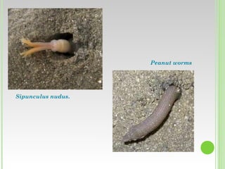 Sipunculida-CarlosCruz-UV | PPT