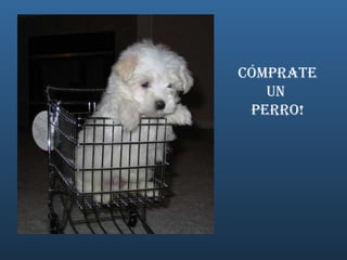 Cómprate un  Perro! 