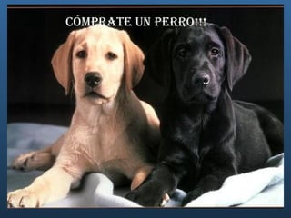 Cómprate un Perro!!! 