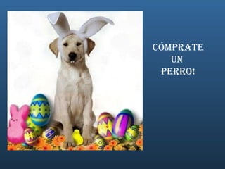 Cómprate un  Perro! 