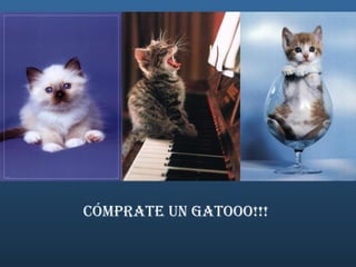 Cómprate un Gatooo!!! 