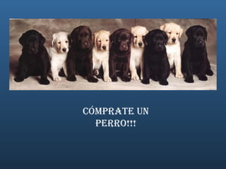 Cómprate un Perro!!! 