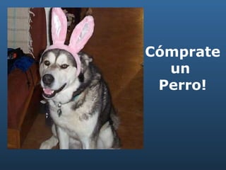 Cómprate un  Perro! 