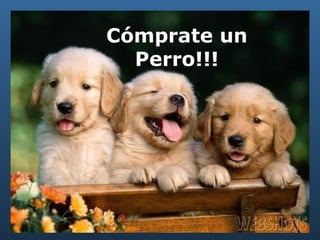 Cómprate un Perro!!! 
