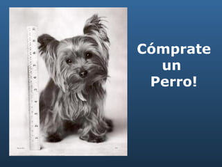 Cómprate un  Perro! 