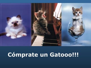 Cómprate un Gatooo!!! 