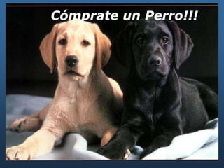 Cómprate un Perro!!!
 