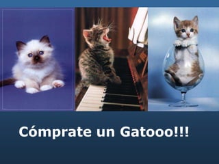 Cómprate un Gatooo!!!
 