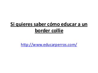 Si quieres saber cómo educar a un
            border collie

    http://www.educarperros.com/
 