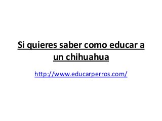Si quieres saber como educar a
         un chihuahua
    http://www.educarperros.com/
 