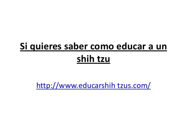 como saber si un shih tzu es puro si quieres saber como educar a un shih tzu como saber si un shih tzu es puro si quieres saber como educar a un shih tzu