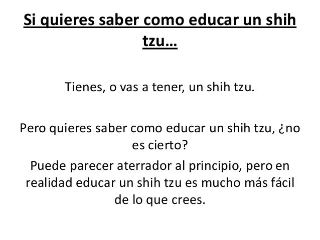 como saber si un shih tzu es puro si quieres saber como educar a un shih tzu como saber si un shih tzu es puro si quieres saber como educar a un shih tzu