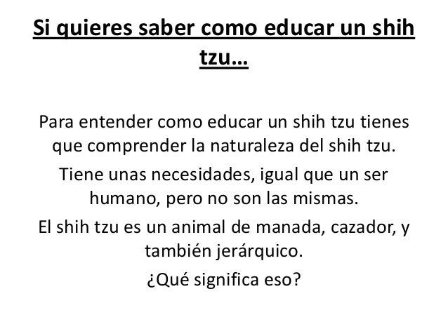 como saber si un shih tzu es puro si quieres saber como educar a un shih tzu como saber si un shih tzu es puro si quieres saber como educar a un shih tzu