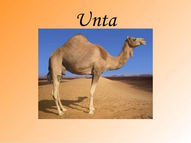 Sirah nabi muhammad s.a.w