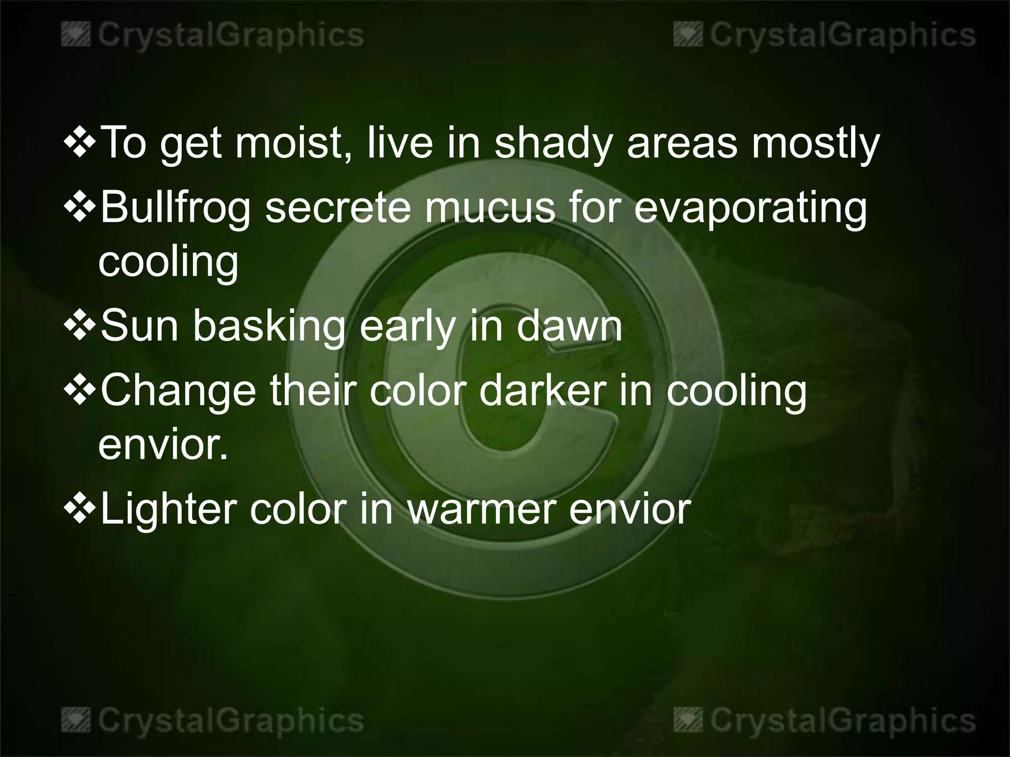 To get moist, live in shady areas mostly
Bullfrog secrete mucus for evaporating
cooling
Sun basking early in dawn
Change their color darker in cooling
envior.
Lighter color in warmer envior
 