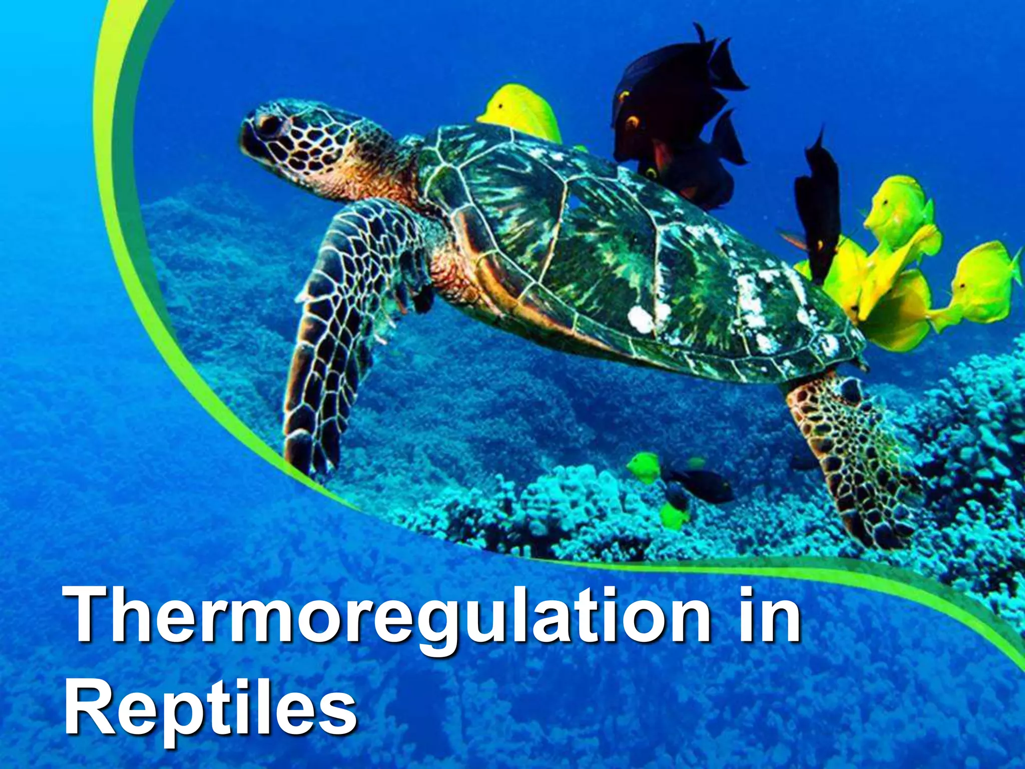 Thermoregulation in
Reptiles
 