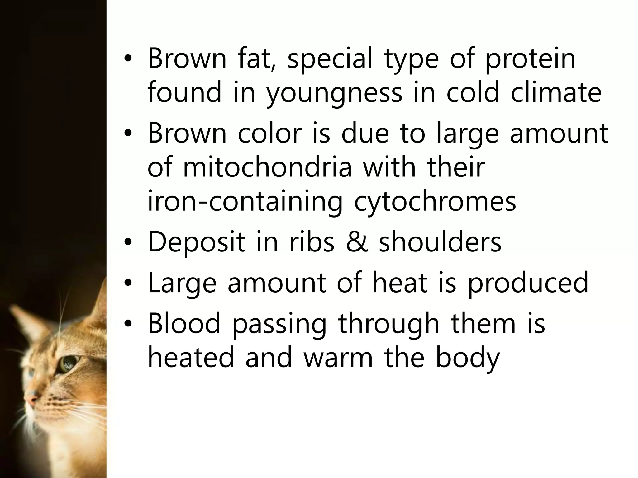 • Brown fat, special type of protein
found in youngness in cold climate
• Brown color is due to large amount
of mitochondria with their
iron-containing cytochromes
• Deposit in ribs & shoulders
• Large amount of heat is produced
• Blood passing through them is
heated and warm the body
 