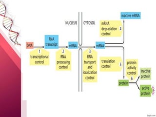 Rna Processing Pathways RNA Processing in Devlopmental biology | PPTX