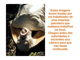 Estas imagens foram tiradas por um trabalhador de uma empresa petroleira que realizava trabalhos no local. Chegou antes das autoridades e escondeu sua câmera para que não fosse confiscada. 