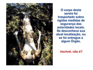 O corpo desta sereia foi trasportado sobre rigídas medidas de segurança das autoridades locais. Se desconhece sua atual localização, ou se foi entregue a algum Órgão.  Incrível, não é? 