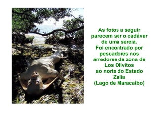 As fotos a seguir parecem ser o cadáver de uma sereia. Foi encontrado por pescadores nos arredores da zona de Los Olivitos ao norte do Estado Zulia (Lago de Maracaibo) 