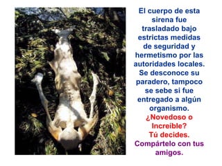 El cuerpo de esta sirena fue trasladado bajo estrictas medidas de seguridad y hermetismo por las autoridades locales. Se desconoce su paradero, tampoco se sebe si fue entregado a algún organismo. ¿Novedoso o Increíble? Tú decides. Compártelo con tus amigos. 