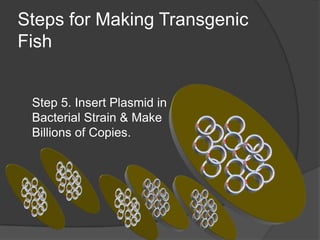 Characteristics of transgenic Fish | PPTX