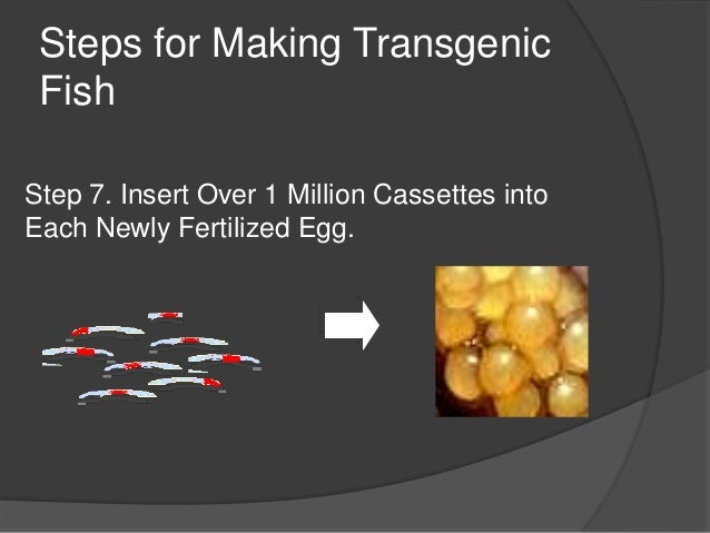 Characteristics Of Transgenic Fish Characteristics Of Transgenic Fish