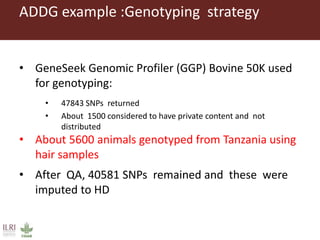 Innovative digital technology and genomic approaches to dairy cattle  genetic improvement in developing countries