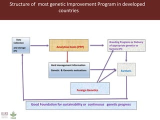 Innovative digital technology and genomic approaches to dairy cattle  genetic improvement in developing countries