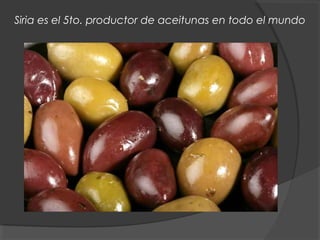 Siria es el 5to. productor de aceitunas en todo el mundo
 