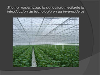 Siria ha modernizado la agricultura mediante la
introducción de tecnología en sus invernaderos
 