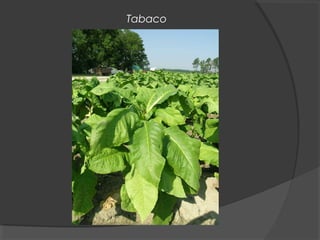 Tabaco
 