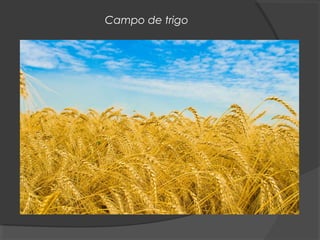 Campo de trigo
 