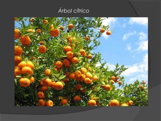 Árbol cítrico
 