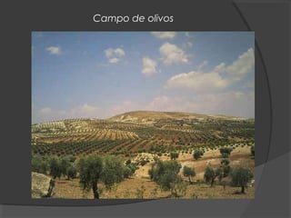 Campo de olivos
 