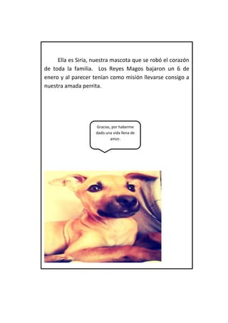 Ella es Siria, nuestra mascota que se robó el corazón de toda la familia. Los Reyes Magos bajaron un 6 de enero y al parecer tenían como misión llevarse consigo a nuestra amada perrita. 
Gracias, por haberme dado una vida llena de amor.  