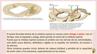 El quiste formado dentro de la médula espinal se conoce como siringe o syrinx. Con el
tiempo, este se expande y alarga, destruyendo el centro de la médula espinal.
Puesto que la médula espinal conecta el cerebro con los nervios de las extremidades,
este daño causa dolores, debilidad y rigidez en la espalda, los hombros, los brazos o
las piernas.
Otros síntomas pueden incluir dolores de cabeza (cefalea) y pérdida de la capacidad
de sentir calor o frío extremos, especialmente en las manos.
 