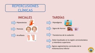 REPERCUSIONES
CLÍNICAS
INICIALES TARDÍAS
Hipoestesias
Paresias
Arreflexia
Hipoalgesia
Signo de Horner
Transtornos de la sudación
Dolor localizado en la región cervicotoráxica
y miembros superiores
Signos segmentarios cervicales de la
motoneurona inferior
 