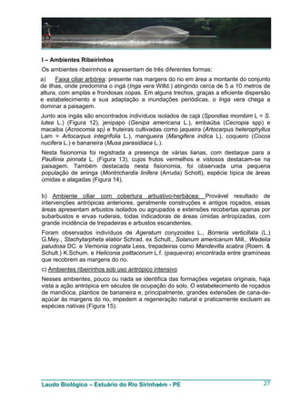 I – Ambientes Ribeirinhos
Os ambientes ribeirinhos e apresentam de três diferentes formas:
a)    Faixa ciliar arbórea: presente nas margens do rio em área a montante do conjunto
de ilhas, onde predomina o ingá (Inga vera Willd.) atingindo cerca de 5 a 10 metros de
altura, com amplas e frondosas copas. Em alguns trechos, graças a eficiente dispersão
e estabelecimento e sua adaptação a inundações periódicas, o Inga vera chega a
dominar a paisagem.
Junto aos ingás são encontrados indivíduos isolados de cajá (Spondias mombim L = S.
lutea L.) (Figura 12), jenipapo (Genipa americana L.), embaúba (Cecropia spp) e
macaiba (Acrocomia sp) e fruteiras cultivadas como jaqueira (Artocarpus heterophyllus
Lam = Artocarpus integrifolia L.), mangueira (Mangifera indica L), coqueiro (Cocos
nucifera L.) e bananeira (Musa parasidiaca L.).
Nesta fisionomia foi registrada a presença de várias lianas, com destaque para a
Paullinia pinnata L. (Figura 13), cujos frutos vermelhos e vistosos destacam-se na
paisagem. Também destacada nesta fisionomia, foi observada uma pequena
população de aninga (Montrichardia linifera (Arruda) Schott), espécie típica de áreas
úmidas e alagadas (Figura 14).

b) Ambiente ciliar com cobertura arbustivo-herbácea: Provável resultado de
intervenções antrópicas anteriores, geralmente construções e antigos roçados, essas
áreas apresentam arbustos isolados ou agrupados e extensões recobertas apenas por
subarbustos e ervas ruderais, todas indicadoras de áreas úmidas antropizadas, com
grande incidência de trepadeiras e arbustos escandentes.
Foram observados indivíduos de Ageratum conyzoides L., Borreria verticillata (L.)
G.Mey., Stachytarpheta elatior Schrad. ex Schult., Solanum americanum Mill., Wedelia
paludosa DC. e Vernonia cognata Less, trepadeiras como Mandevilla scabra (Roem. &
Schult.) K.Schum. e Heliconia psittacorum L.f. (paquevira) encontrada entre gramíneas
que recobrem as margens do rio.
c) Ambientes ribeirinhos sob uso antrópico intensivo
Nesses ambientes, pouco ou nada se identifica das formações vegetais originais, haja
vista a ação antrópica em séculos de ocupação do solo. O estabelecimento de roçados
de mandioca, plantios de bananeira e, principalmente, grandes extensões de cana-de-
açúcar às margens do rio, impedem a regeneração natural e praticamente excluem as
espécies nativas (Figura 15).




Laudo Biológico – Estuário do Rio Sirinhaém - PE                                   27
 