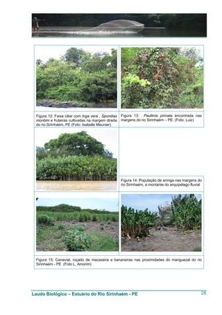 Figura 12: Faixa ciliar com Inga vera , Spondias   Figura 13: Paullinia pinnata encontrada nas
 monbim e fruteiras cultivadas na margem direita    margens do rio Sirinhaém – PE. (Foto: Luiz)
 do rio Sirinhaém, PE (Foto: Isabelle Meunier).




                                                    Figura 14: População de aninga nas margens do
                                                    rio Sirinhaém, a montante do arquipélago fluvial




 Figura 15: Canavial, roçado de macaxeira e bananeiras nas proximidades do manguezal do rio
 Sirinhaém - PE (Foto L. Amorim)




Laudo Biológico – Estuário do Rio Sirinhaém - PE                                                   28
 