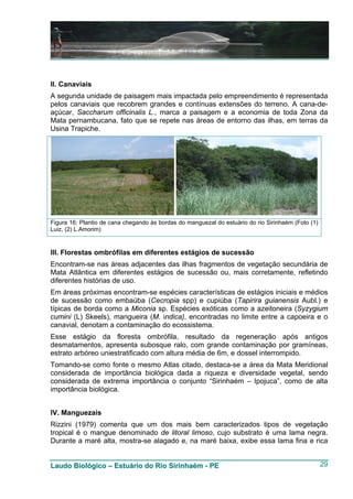 II. Canaviais
A segunda unidade de paisagem mais impactada pelo empreendimento é representada
pelos canaviais que recobrem grandes e contínuas extensões do terreno. A cana-de-
açúcar, Saccharum officinalis L., marca a paisagem e a economia de toda Zona da
Mata pernambucana, fato que se repete nas áreas de entorno das ilhas, em terras da
Usina Trapiche.




Figura 16: Plantio de cana chegando às bordas do manguezal do estuário do rio Sirinhaém (Foto (1)
Luiz, (2) L.Amorim)


III. Florestas ombrófilas em diferentes estágios de sucessão
Encontram-se nas áreas adjacentes das ilhas fragmentos de vegetação secundária de
Mata Atlântica em diferentes estágios de sucessão ou, mais corretamente, refletindo
diferentes histórias de uso.
Em áreas próximas encontram-se espécies características de estágios iniciais e médios
de sucessão como embaúba (Cecropia spp) e cupiúba (Tapirira guianensis Aubl.) e
típicas de borda como a Miconia sp. Espécies exóticas como a azeitoneira (Syzygium
cumini (L) Skeels), mangueira (M. indica), encontradas no limite entre a capoeira e o
canavial, denotam a contaminação do ecossistema.
Esse estágio da floresta ombrófila, resultado da regeneração após antigos
desmatamentos, apresenta subosque ralo, com grande contaminação por gramíneas,
estrato arbóreo uniestratificado com altura média de 6m, e dossel interrompido.
Tomando-se como fonte o mesmo Atlas citado, destaca-se a área da Mata Meridional
considerada de importância biológica dada a riqueza e diversidade vegetal, sendo
considerada de extrema importância o conjunto “Sirinhaém – Ipojuca”, como de alta
importância biológica.


IV. Manguezais
Rizzini (1979) comenta que um dos mais bem caracterizados tipos de vegetação
tropical é o mangue denominado de litoral limoso, cujo substrato é uma lama negra.
Durante a maré alta, mostra-se alagado e, na maré baixa, exibe essa lama fina e rica


Laudo Biológico – Estuário do Rio Sirinhaém - PE                                                    29
 