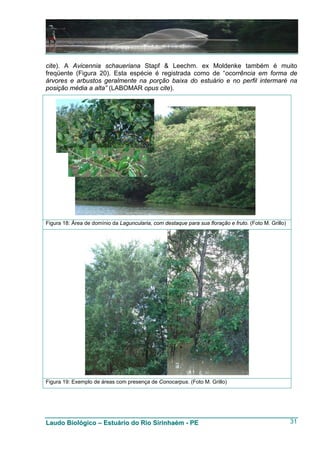 cite). A Avicennia schaueriana Stapf & Leechm. ex Moldenke também é muito
freqüente (Figura 20). Esta espécie é registrada como de “ocorrência em forma de
árvores e arbustos geralmente na porção baixa do estuário e no perfil intermaré na
posição média a alta” (LABOMAR opus cite).




Figura 18: Área de domínio da Laguncularia, com destaque para sua floração e fruto. (Foto M. Grillo)




Figura 19: Exemplo de áreas com presença de Conocarpus. (Foto M. Grillo)




Laudo Biológico – Estuário do Rio Sirinhaém - PE                                                       31
 