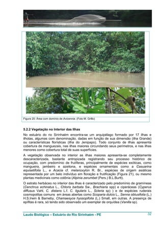 Figura 20: Área com domínio de Avicennia. (Foto M. Grillo)


5.2.2 Vegetação no Interior das Ilhas
No estuário do rio Sirinhaém encontra-se um arquipélago formado por 17 ilhas e
ilhotas, algumas com denominação, dadas em função de sua dimensão (ilha Grande)
ou características florísticas (ilha do Jenipapo). Todo conjunto de ilhas apresenta
cobertura de manguezais, nas ilhas maiores circundando seus perímetros, e nas ilhas
menores como cobertura total de suas superfícies.
A vegetação observada no interior as ilhas maiores apresenta-se completamente
descaracterizada, bastante antropizada registrando seu processo histórico de
ocupação, com predomínio de frutíferas, principalmente de espécies exóticas, como
mangueira, jambeiro e azeitona, e espécies ornamentais como a Casuarina
equisetifolia L., e Acacia cf. melanoxylon R. Br., espécies de origem asiáticas
representada por um belo indivíduo em floração e frutificação (Figura 21), ou mesmo
plantas medicinais como colônia (Alpinia zerumbet (Pers.) B.L.Burtt).
O estrato herbáceo no interior das ilhas é caracterizado pelo predomínio de gramíneas
(Cenchrus echinatus L., Chloris barbata Sw., Brachiaria spp) e ciperáceas (Cyperus
diffusus Vahl, C. distans L.f. C. ligularis L., Scleria sp) ) e de espécies ruderais
cosmopolitas comuns em áreas abertas como Scoparia dulcis L., Senna obtusifolia (L.)
H.S.Irwin & Barneby, Chamaesyce hyssopifolia (L.) Small, em outras. A presença de
epífitas é rara, só tendo sido observado um exemplar de orquídea (Vanilla sp).


Laudo Biológico – Estuário do Rio Sirinhaém - PE                                  32
 